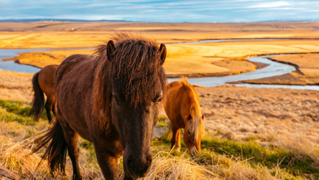 icelandic horses in field