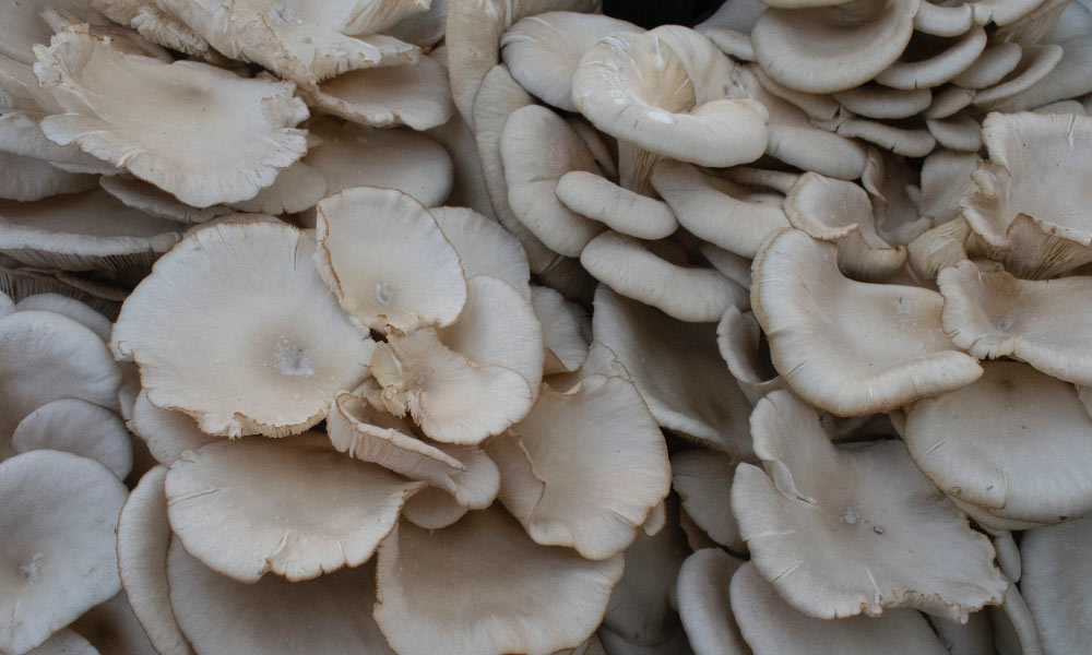 growing oyster mushrooms
