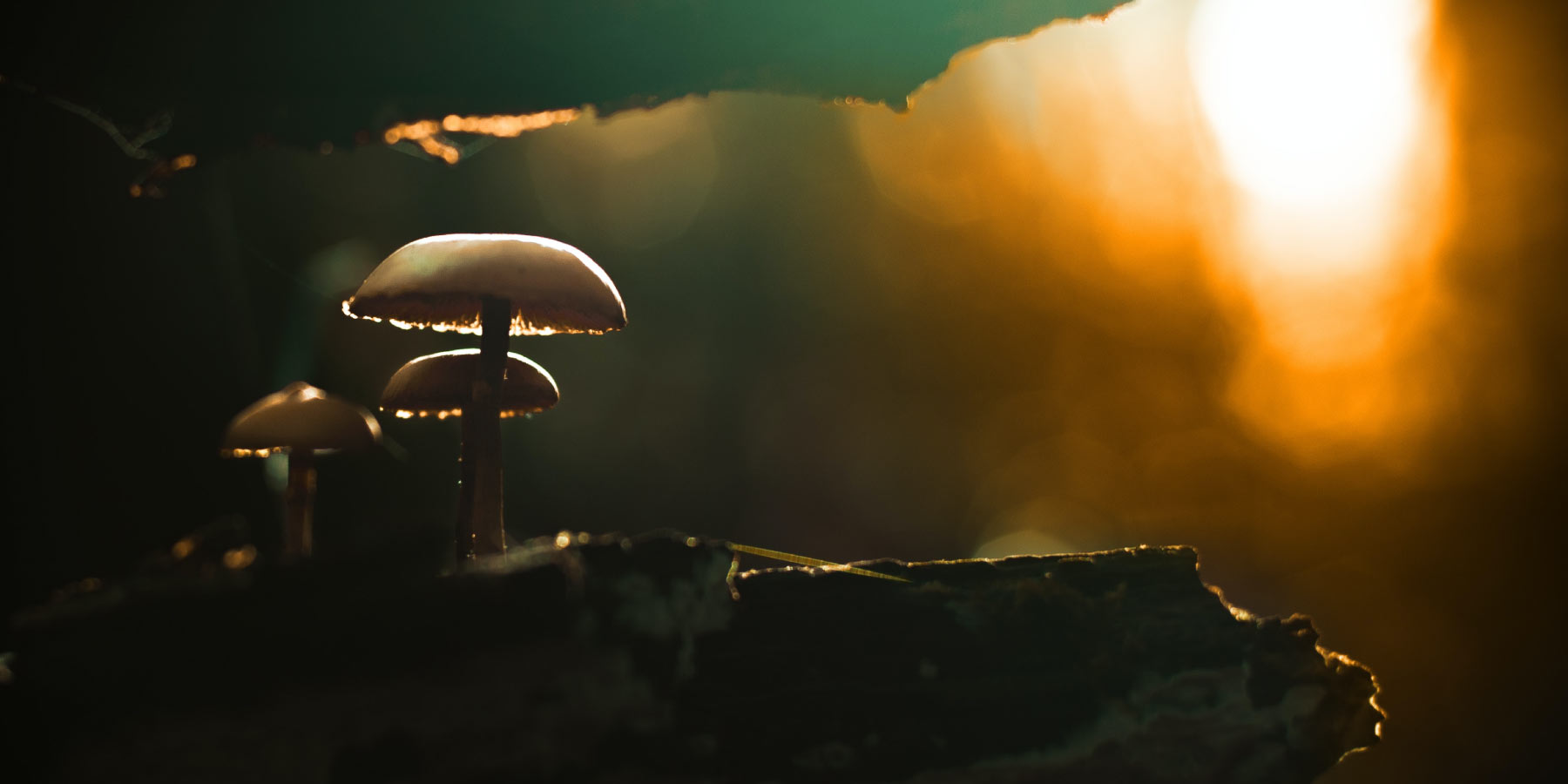 mushrooms on earth